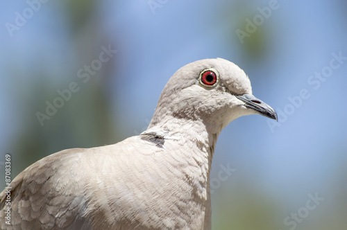 Portrait of a turtledove, close up view, with the blue sky behind. © raquelvizcaino