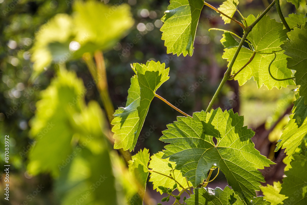 Fototapeta premium Grapevine