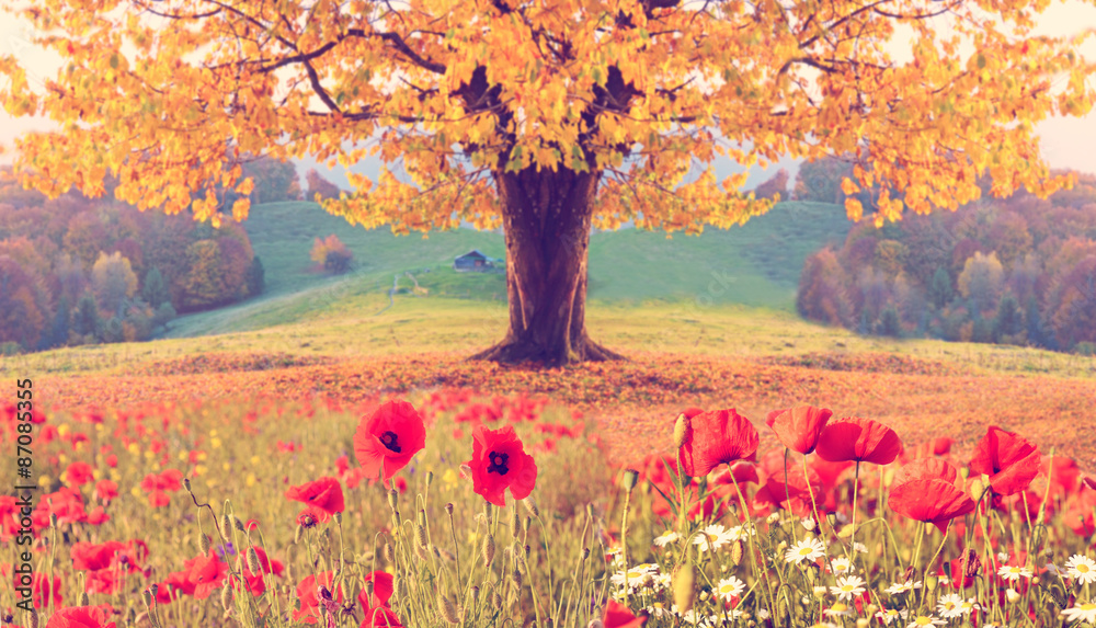 Beautiful landscape with poppy flowers and single tree with yell
