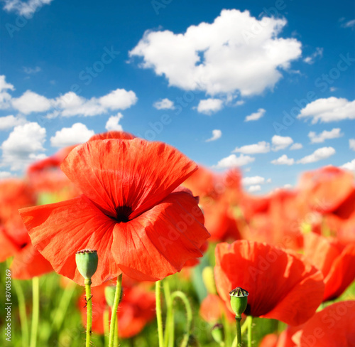 Beautiful landscape with poppy flowers close up against the sky