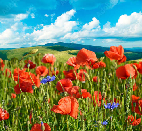 Beautiful landscape of poppies and wildflowers on a background o