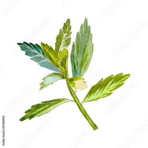 Stevia, sweetleaf sugar substitute. Watercolor vector.