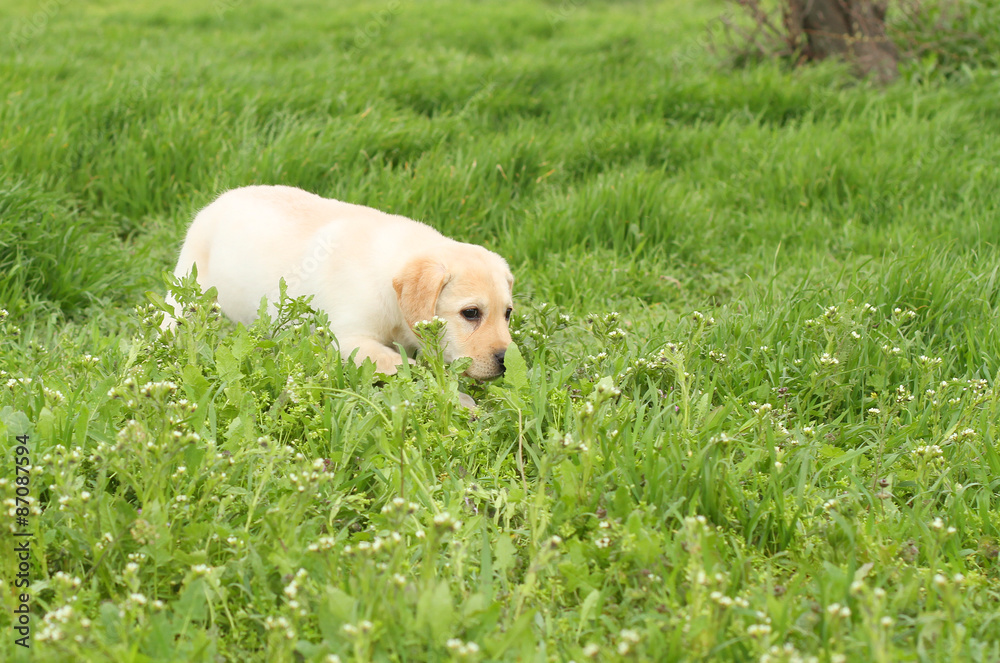the nice yellow labrador puppy running in green grass the nice yellow labrador puppy running in green grass