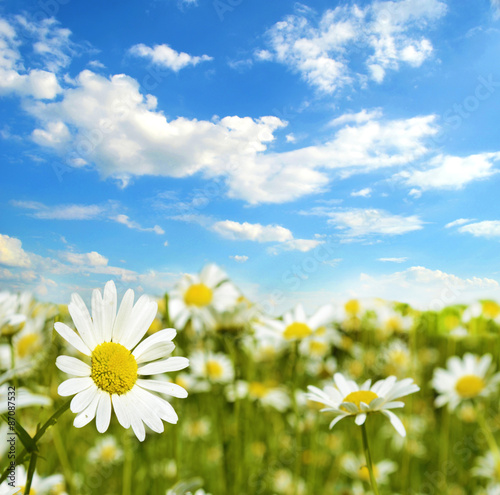 Beautiful landscape with camomile against the sky  natural backg