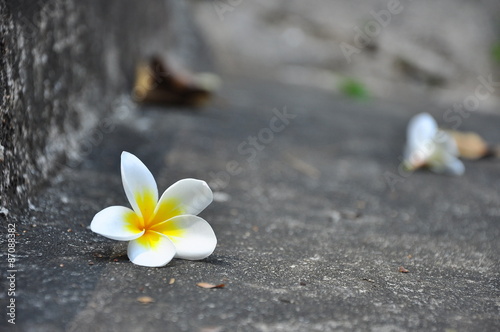 Falled plumeria/Falled flower on the floor in Thailand, Asia © Suwancharoen