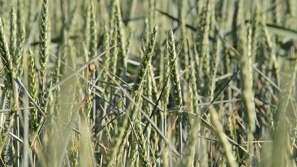 detail of wheat field with a ladybird,rack focus detail of wheat field with a ladybird,rack focus