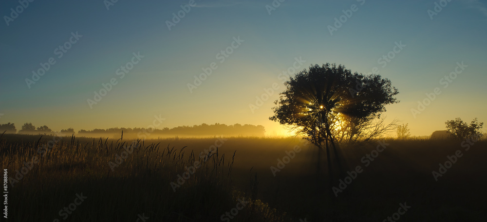 Naklejka premium lonely tree in the morning light