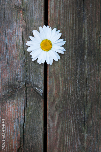 pretty single white daisy flower on rustic old deck boards