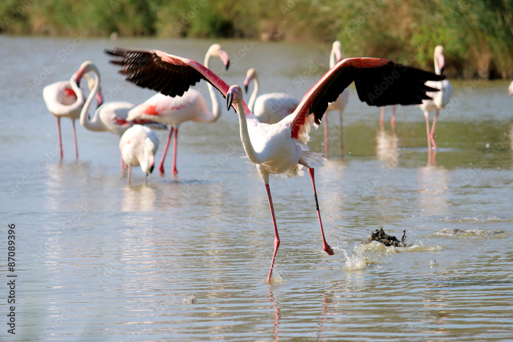 Fototapeta premium Flight of a greater flamingo in Camargue, south of France