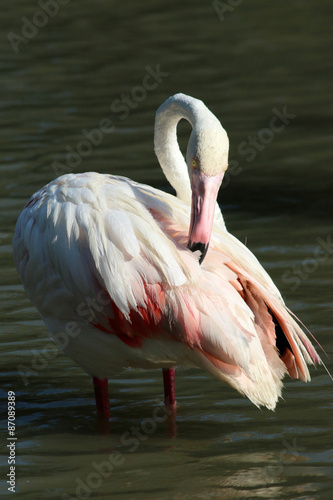 A greater flamingo washes its pink feathers in Camargue, south of France