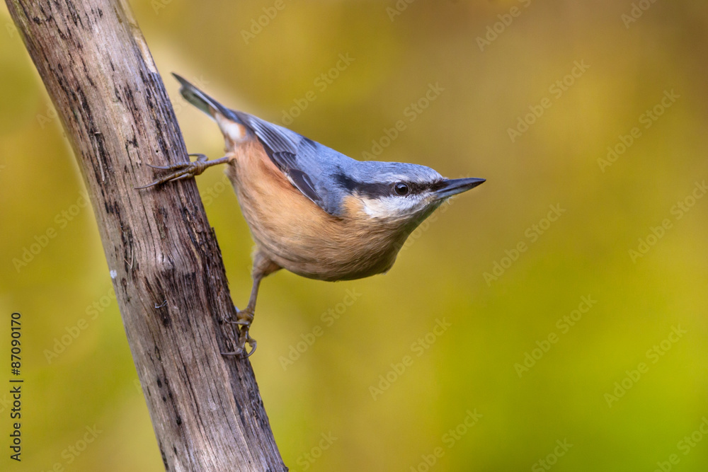 Fototapeta premium European nuthatch clinging