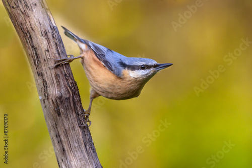 European nuthatch clinging