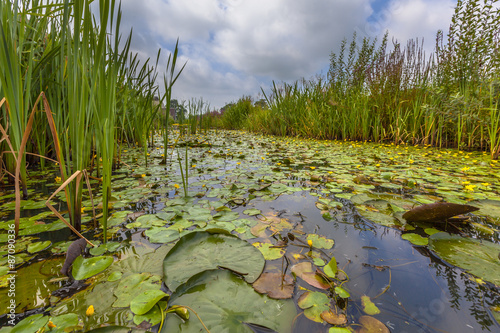 floating water vegetation photo