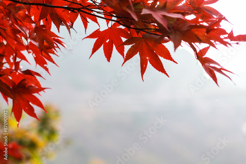 Red maple leaf , South Korea autumn