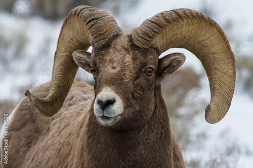 bighorn ram portrait