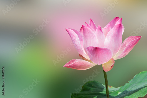 Lotus flower and Lotus flower plants