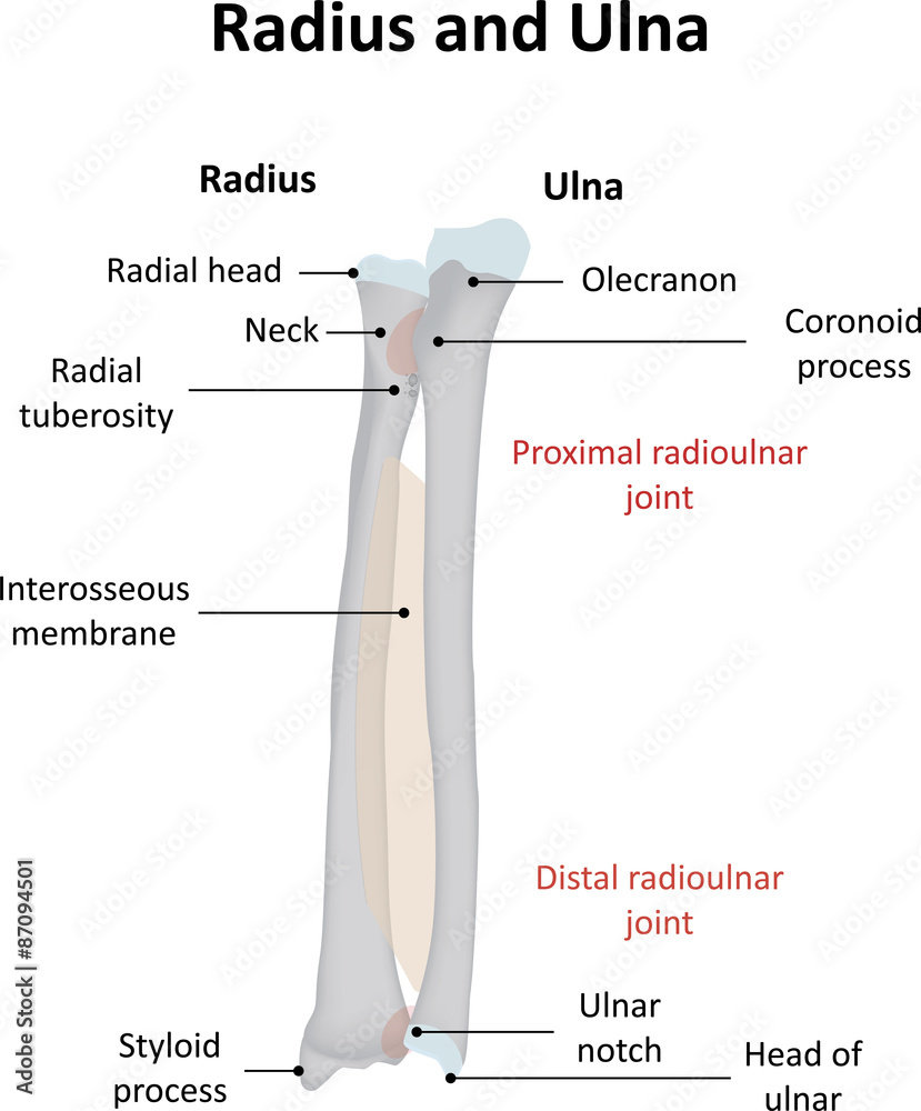 Radius and Ulna Labeled Illustration Stock Vector Adobe Stock