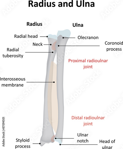 Radius and Ulna Labeled Illustration