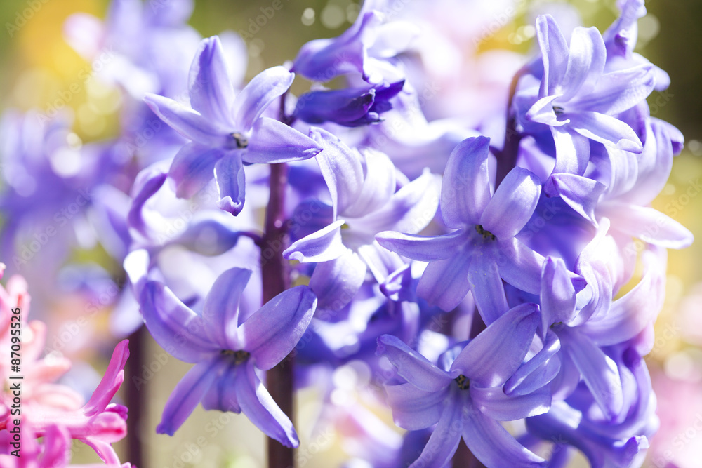 Group of beautiful multicolored hyacinths in garden. Shallow dep Group of beautiful multicolored hyacinths in garden. Shallow dep
