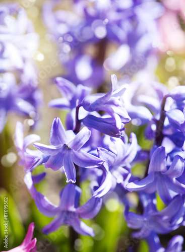Group of beautiful hyacinths in garden. Shallow depth of field