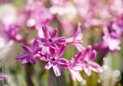 Group of beautiful hyacinths in garden. Shallow depth of field