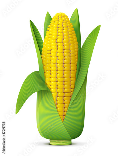 Ear of corn with leaves close up. Maize cob isolated on white