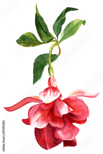 A vintage style watercolour drawing of a fuchsia flower