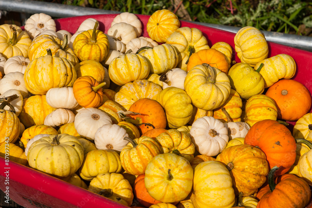 Pumpkins in a wheel barrow