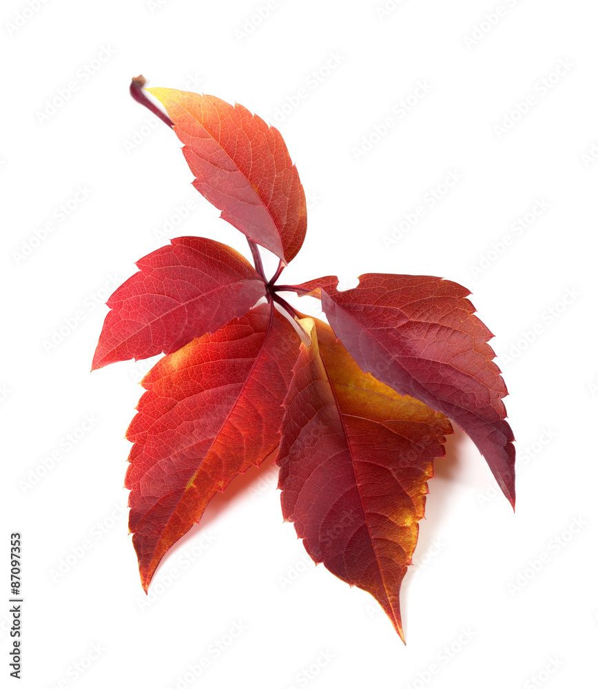 Red autum virginia creeper leaf Red autum virginia creeper leaf