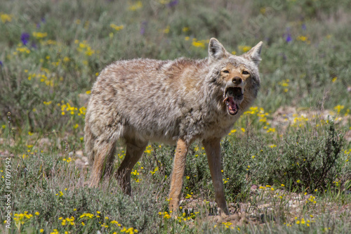 Fotografiet coyote catching mouse
