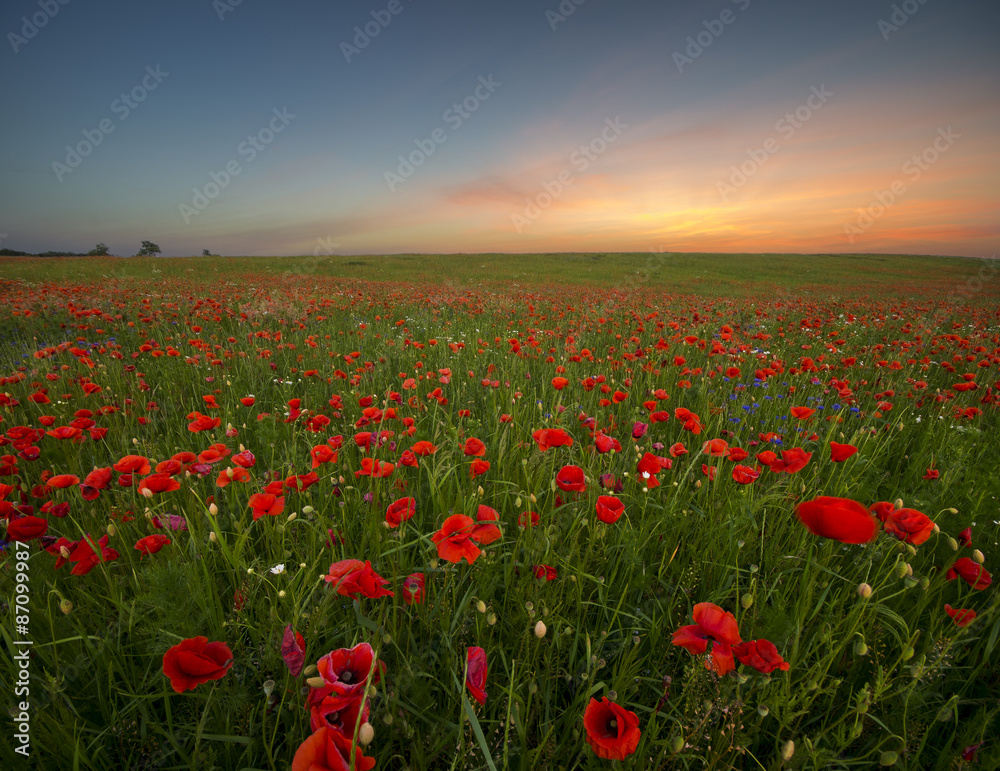 Obraz premium Zachód słońca nad makową łąką