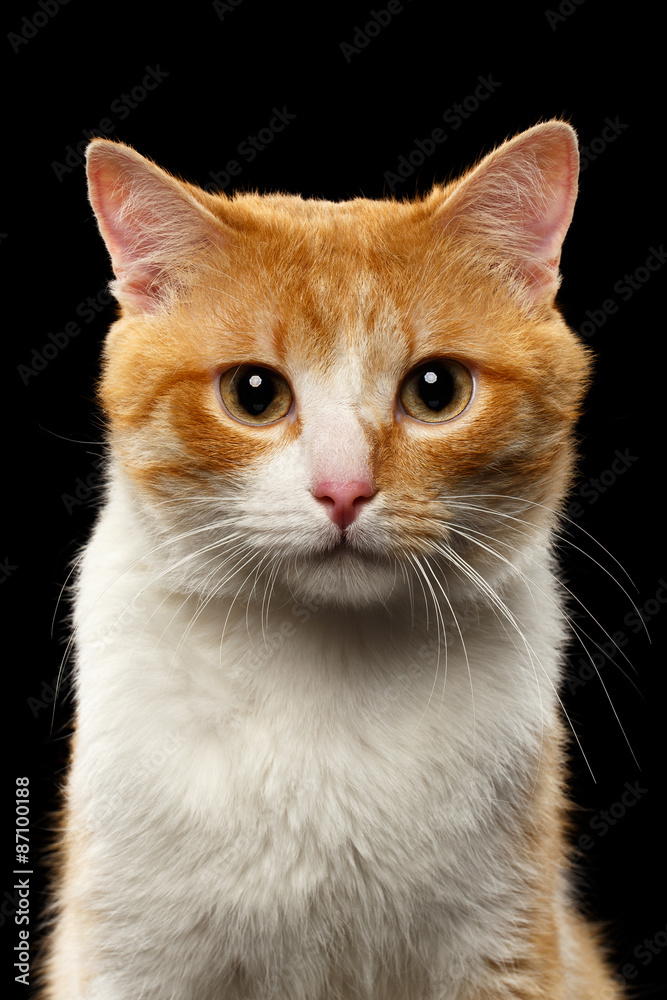 Closeup Portrait of Ginger Cat on Black
