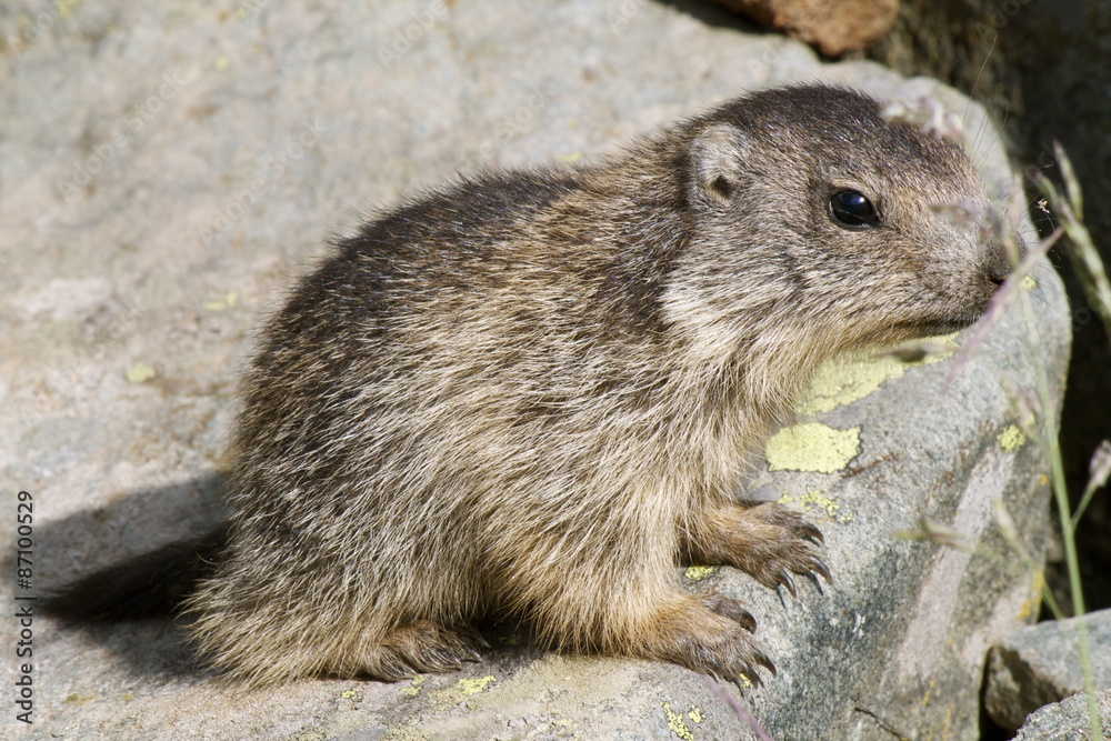 Naklejka premium Cucciolo di marmotta