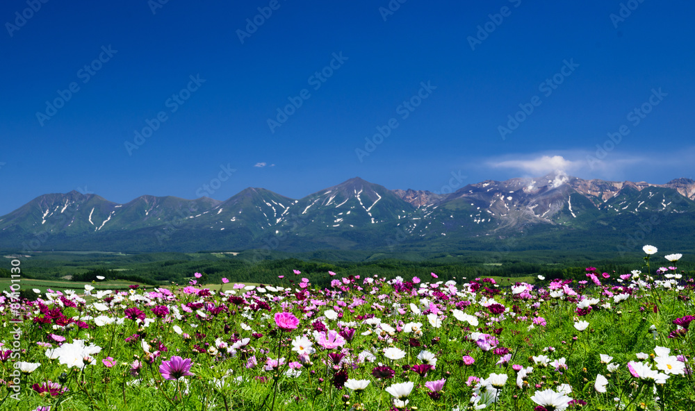 Fototapeta premium Cosmos flower field in summer with mountain background