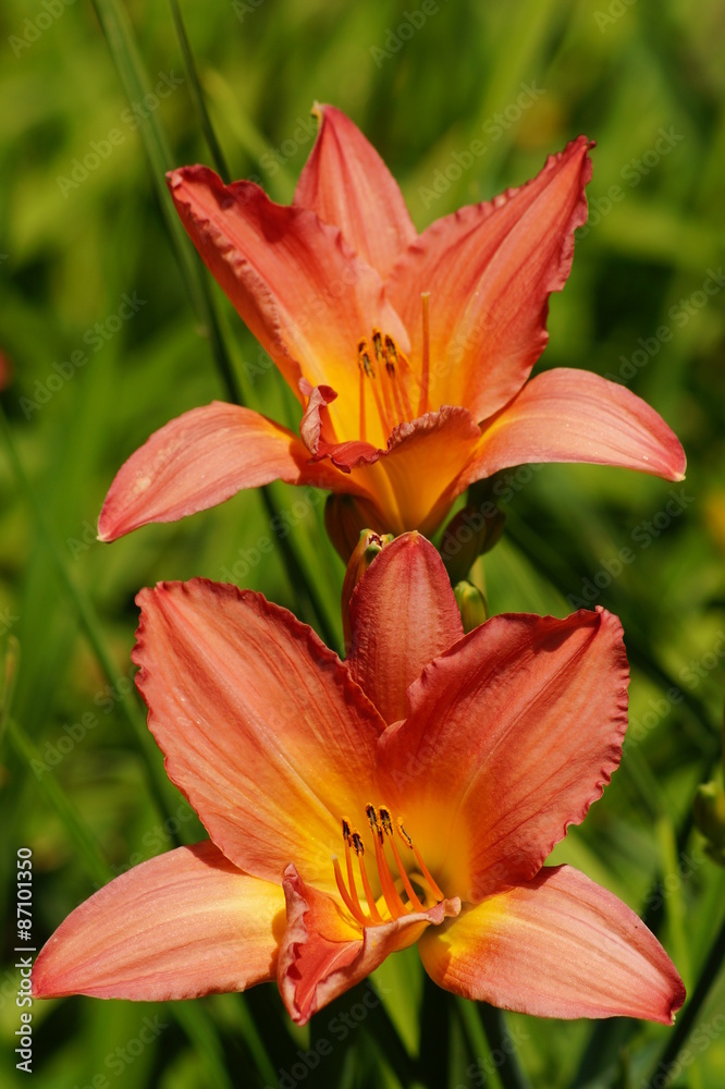 Hemerocallis - Beautiful orange daylily flowers blossom in the garden
Hemerocallis - Beautiful orange daylily flowers blossom in the garden