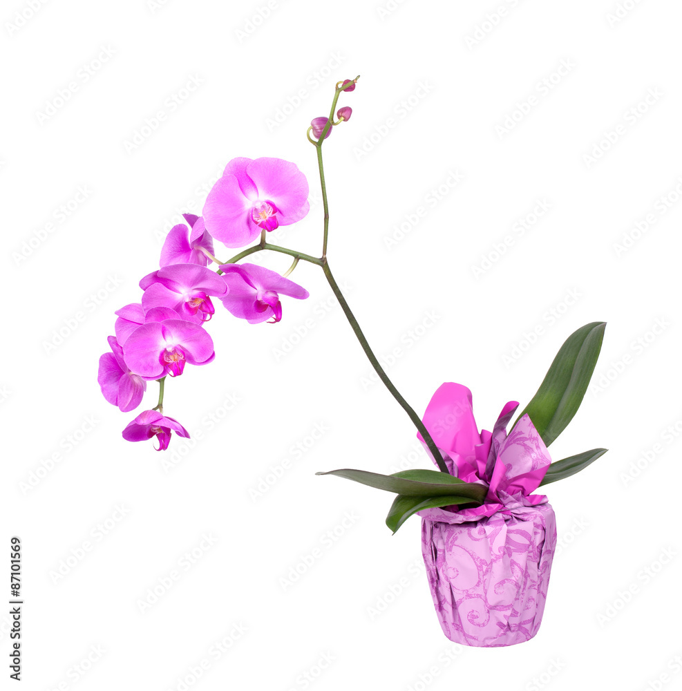 Pink orchid flower (phalaenopsis) in a pot isolated on white background Pink orchid flower (phalaenopsis) in a pot isolated on white background
