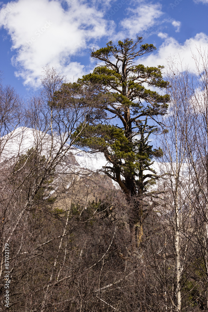 lone green pine surrounded by bare trees against the sky and mountains lone green pine surrounded by bare trees against the sky and mountains