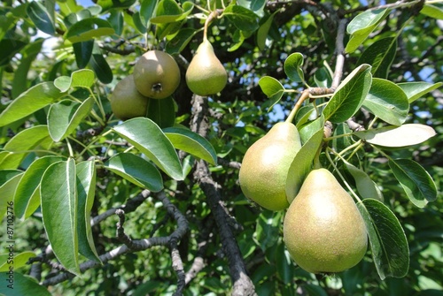 Ripe green pears on the tree in an orchard on a sunny day. Concept of organic farming/agriculture; fresh, natural, unprocessed, healthy fruit.
