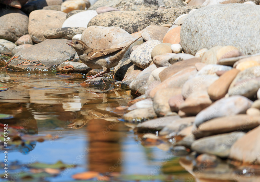 Obraz premium Sparrow