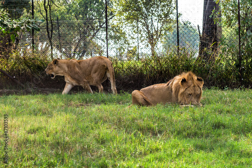 Lion, South Africa.   © kamira