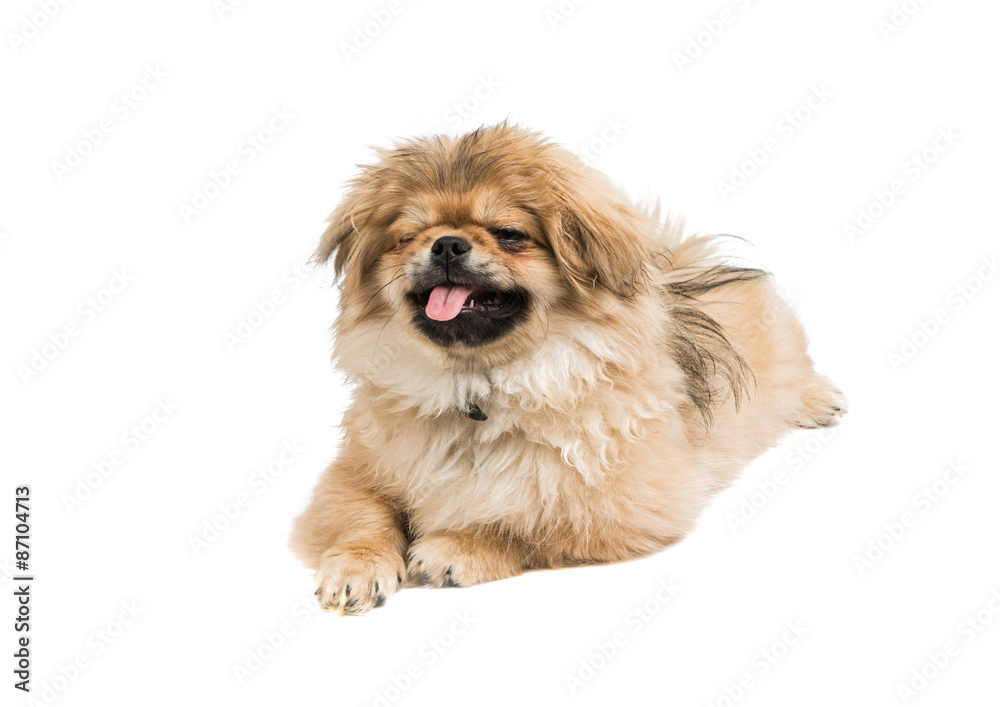 Pekingese puppy Pekingese puppy