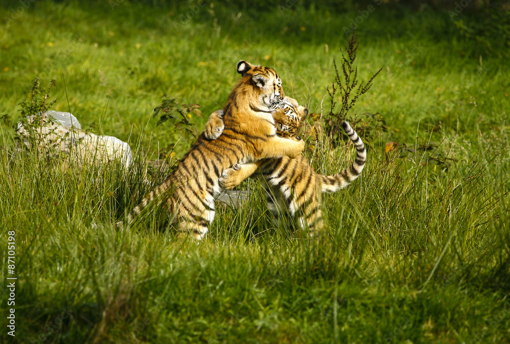 Fototapeta premium Twee stoeiende tijger welpen.