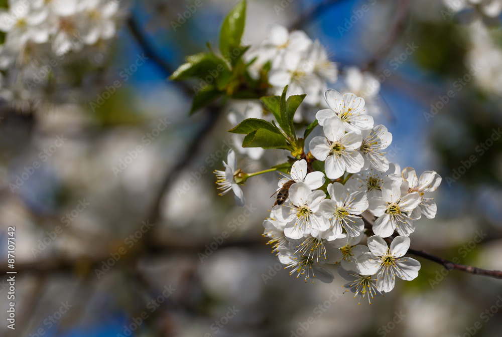 Fototapeta premium blossoming apple tree with a bee pollinating it,