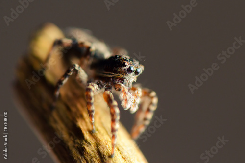Jumping spider stay on edge branch. Russian nature
