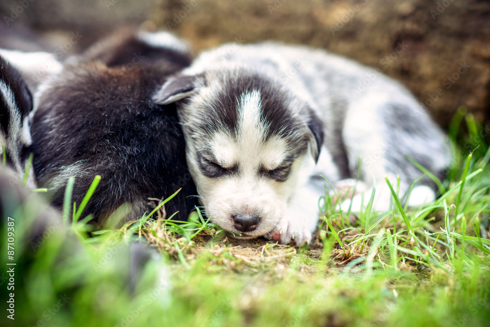 Pretty little husky puppies outdoor in the garden Pretty little husky puppies outdoor in the garden