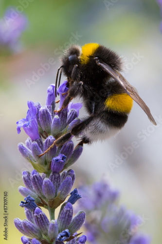 Bumblebee pollinating lavender flower
