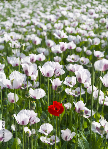Fototapeta Naklejka Na Ścianę i Meble -  Single Red Poppy in a field of a million white poppies