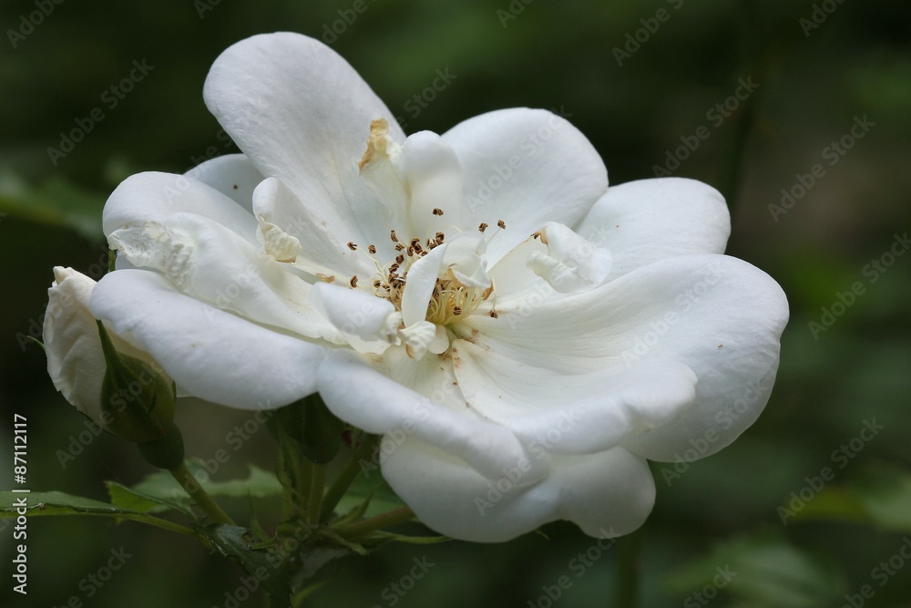 Obraz premium White rose