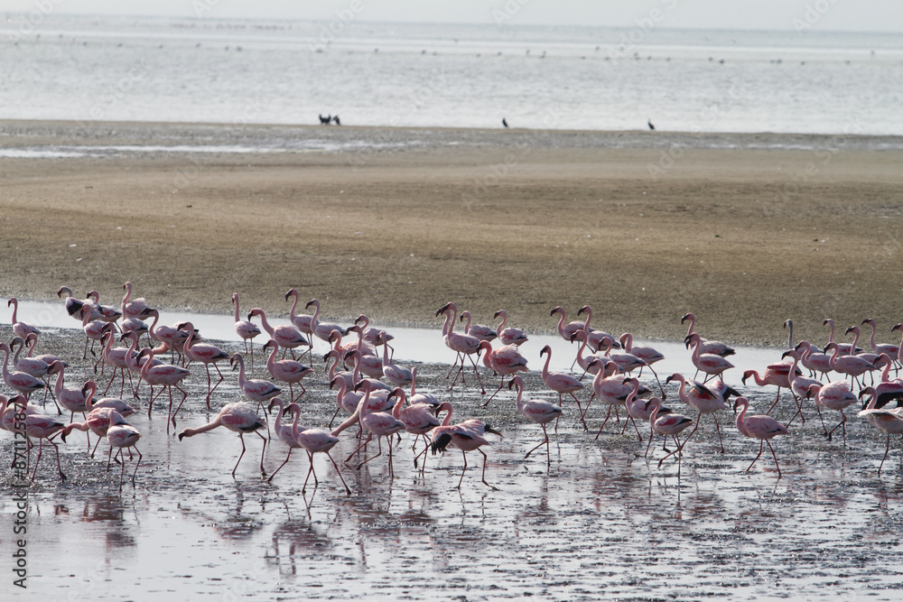 Fototapeta premium Red flamingos