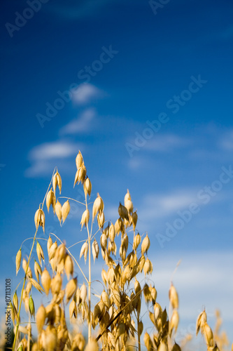 Oat grains